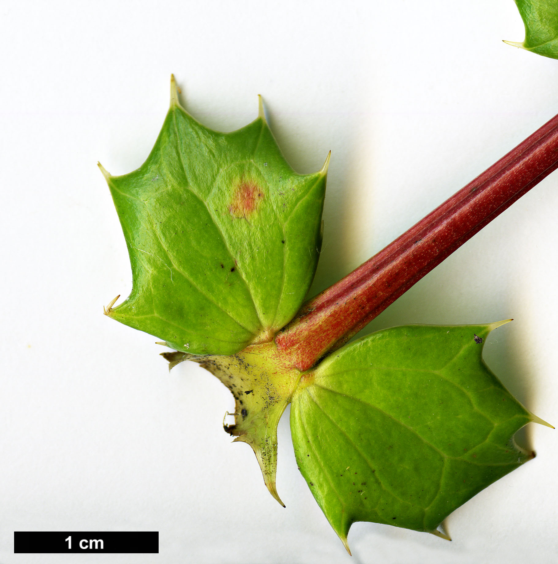 High resolution image: Family: Berberidaceae - Genus: Mahonia - Taxon: Ogisu 225